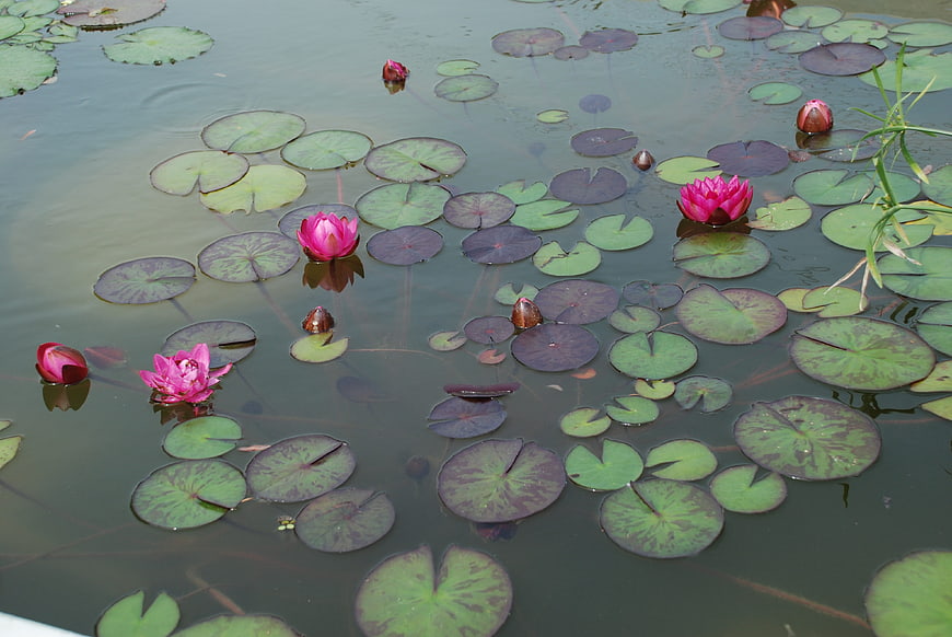 Pink Water Lilies Floating on Green Lily Pads in a Pond