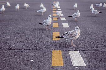 Seagulls standing on asphalt road with yellow and white markings
