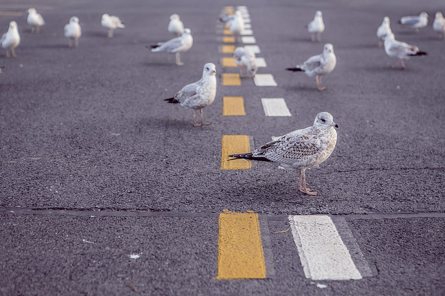 Seagulls standing on asphalt road with yellow and white markings