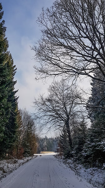 Snowy Forest Road with Bare Trees and Blue Sky