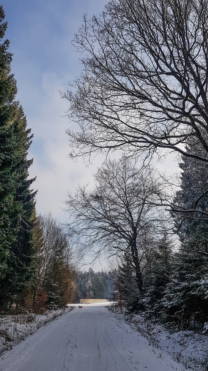 Snowy Forest Road with Bare Trees and Blue Sky