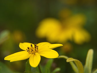 Close-up of a bright yellow flower with blurred green background