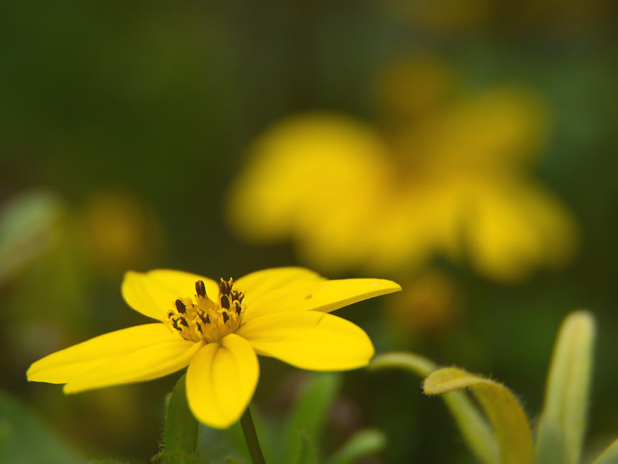 Close-up of a bright yellow flower with blurred green background