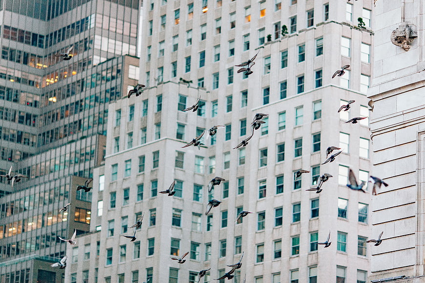 Flock of pigeons flying past urban skyscrapers