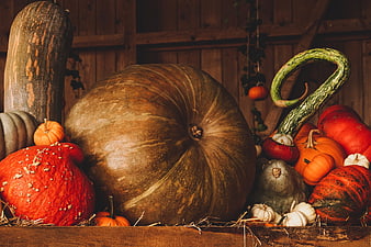 Autumn Harvest Display Of Various Pumpkins And Gourds