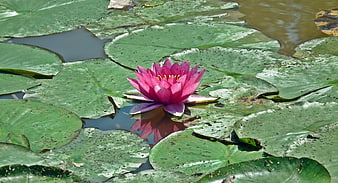 Pink Water Lily Floating on Green Lily Pads in Pond