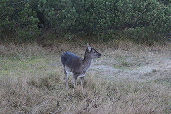 Wild roe deer standing in grassy field near pine forest