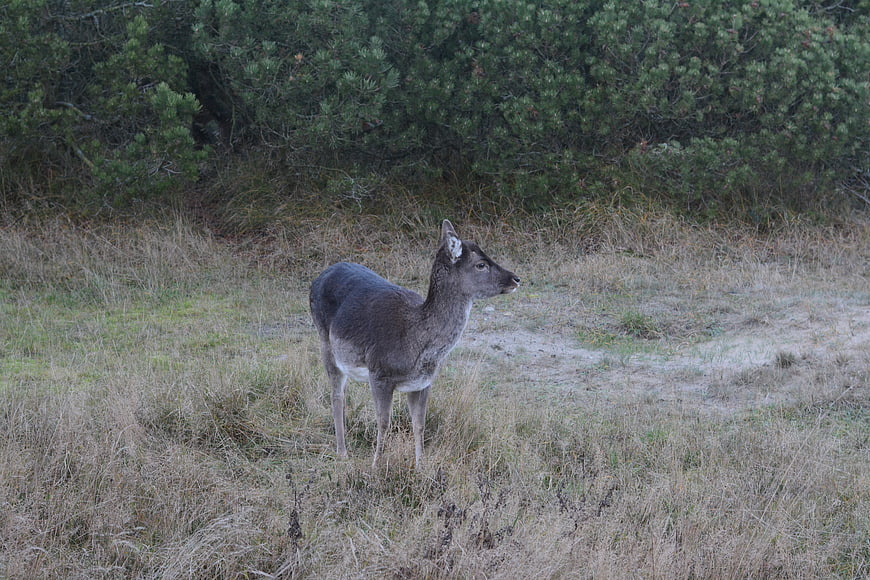 Wild roe deer standing in grassy field near pine forest