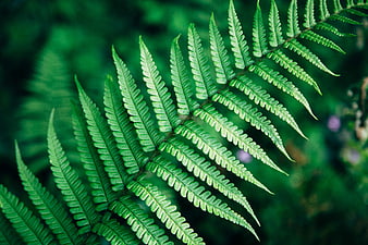 Close-up of vibrant green fern frond in forest