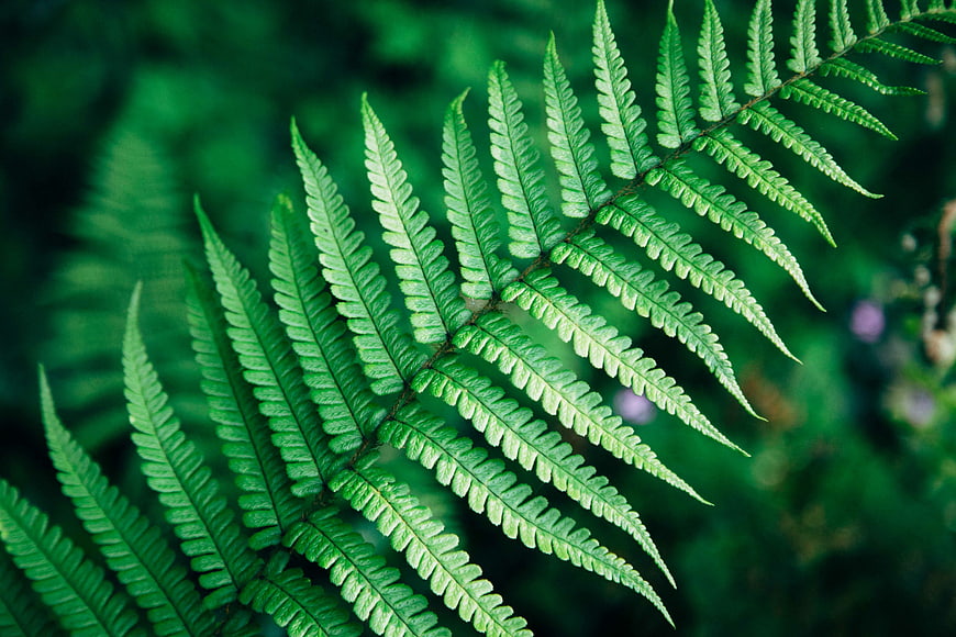 Close-up of vibrant green fern frond in forest