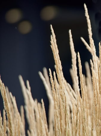 Close-up of golden wheat stalks against dark bokeh background
