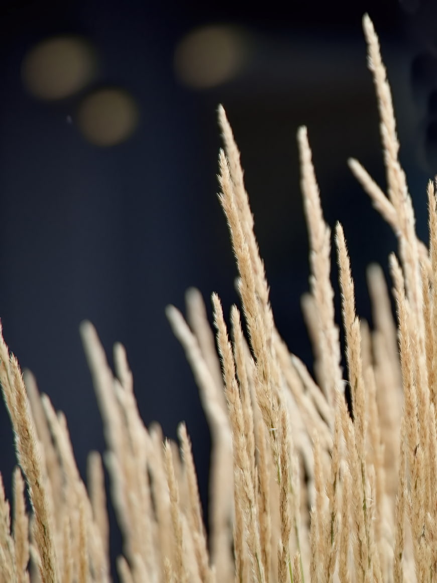 Close-up of golden wheat stalks against dark bokeh background