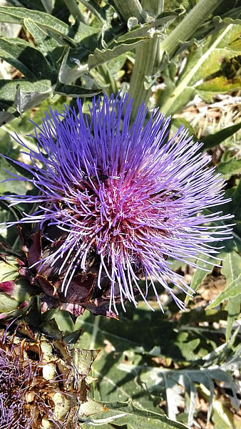 Vibrant Purple Artichoke Flower in Full Bloom