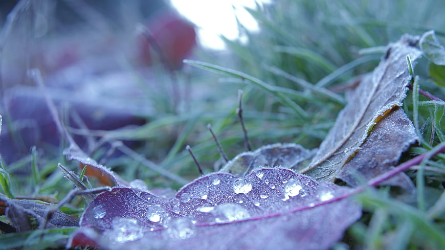 Frosty purple leaf with dew drops on green grass