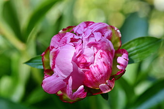 Close-up of a vibrant pink peony bud in a garden