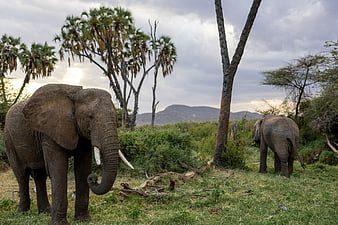 African Elephants Grazing in Savanna Landscape