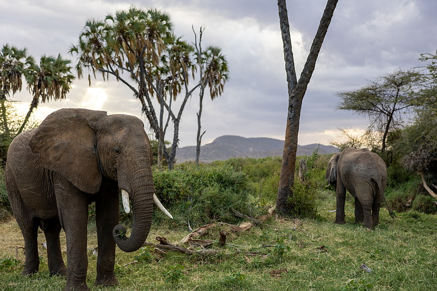 African Elephants Grazing in Savanna Landscape