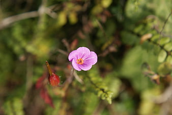 Close-up of a delicate pink wildflower with blurred green background