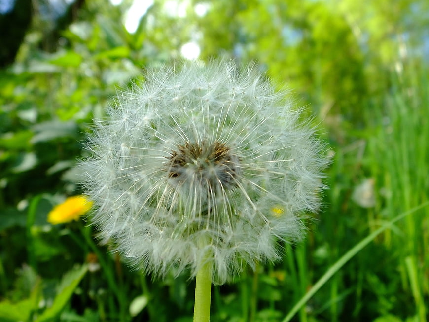 Close-up of a white dandelion seed head in green grass