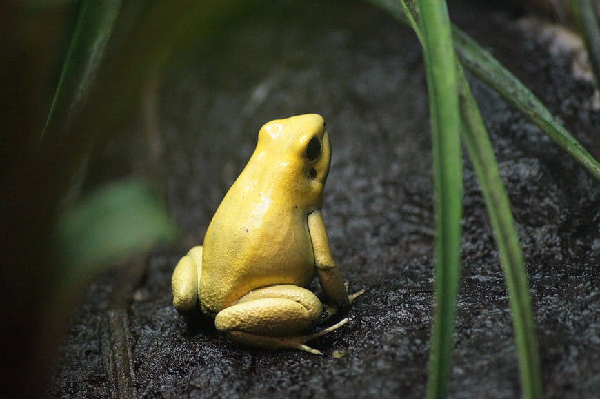 Golden Poison Dart Frog Sitting on Wet Bark