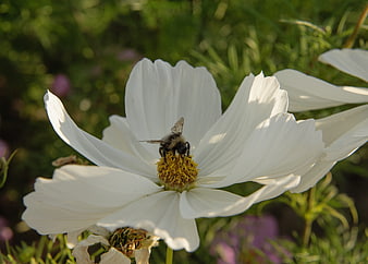 Bumblebee Pollinating White Cosmos Flower in Garden