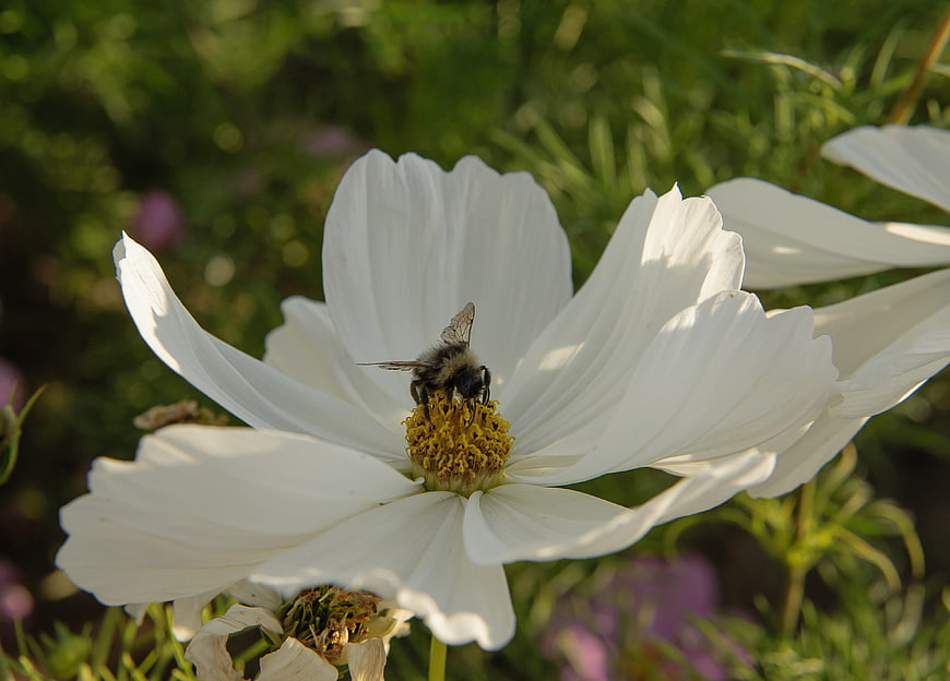 Bumblebee Pollinating White Cosmos Flower in Garden