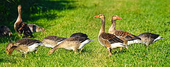 Flock of Greylag Geese Grazing in Green Meadow