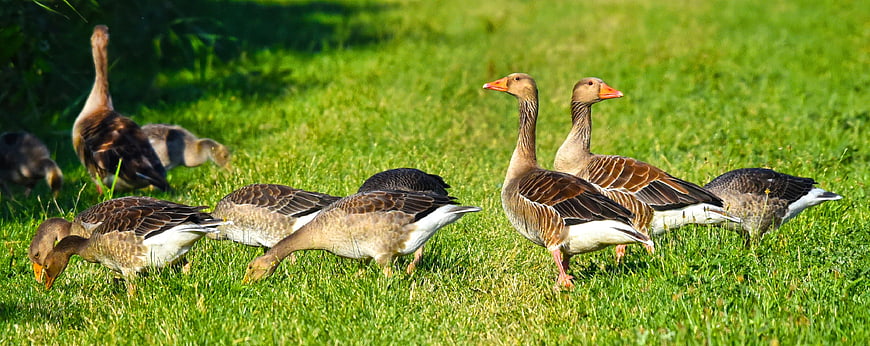 Flock of Greylag Geese Grazing in Green Meadow