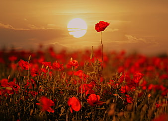 Red Poppy Field at Sunset with Golden Sky