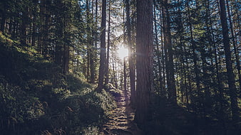 Sunlit Forest Path with Tall Pine Trees and Sun Flare