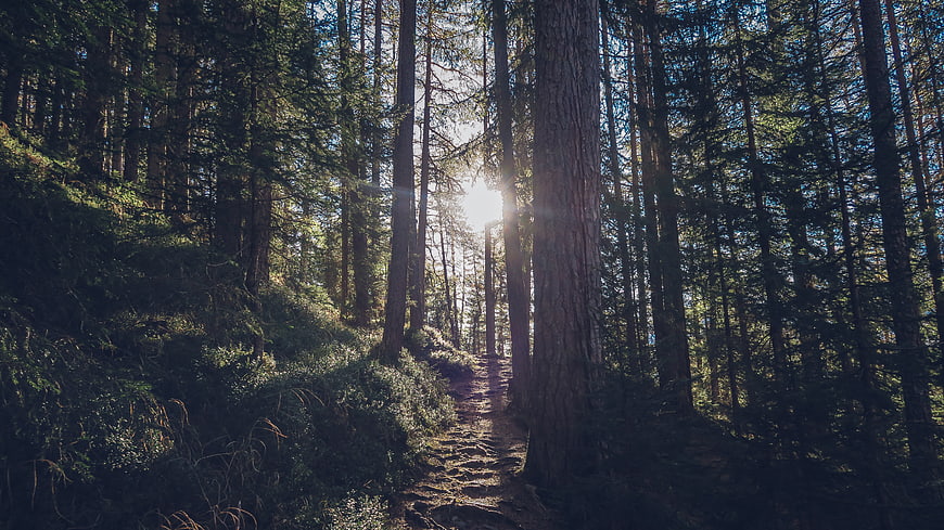 Sunlit Forest Path with Tall Pine Trees and Sun Flare