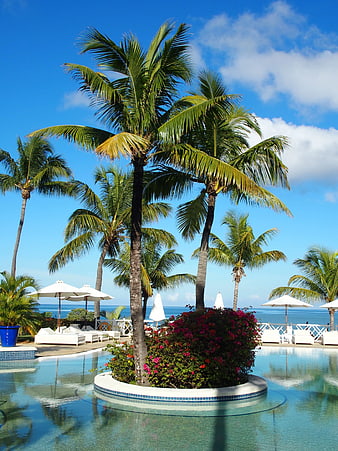 Tropical resort pool with palm trees and ocean view