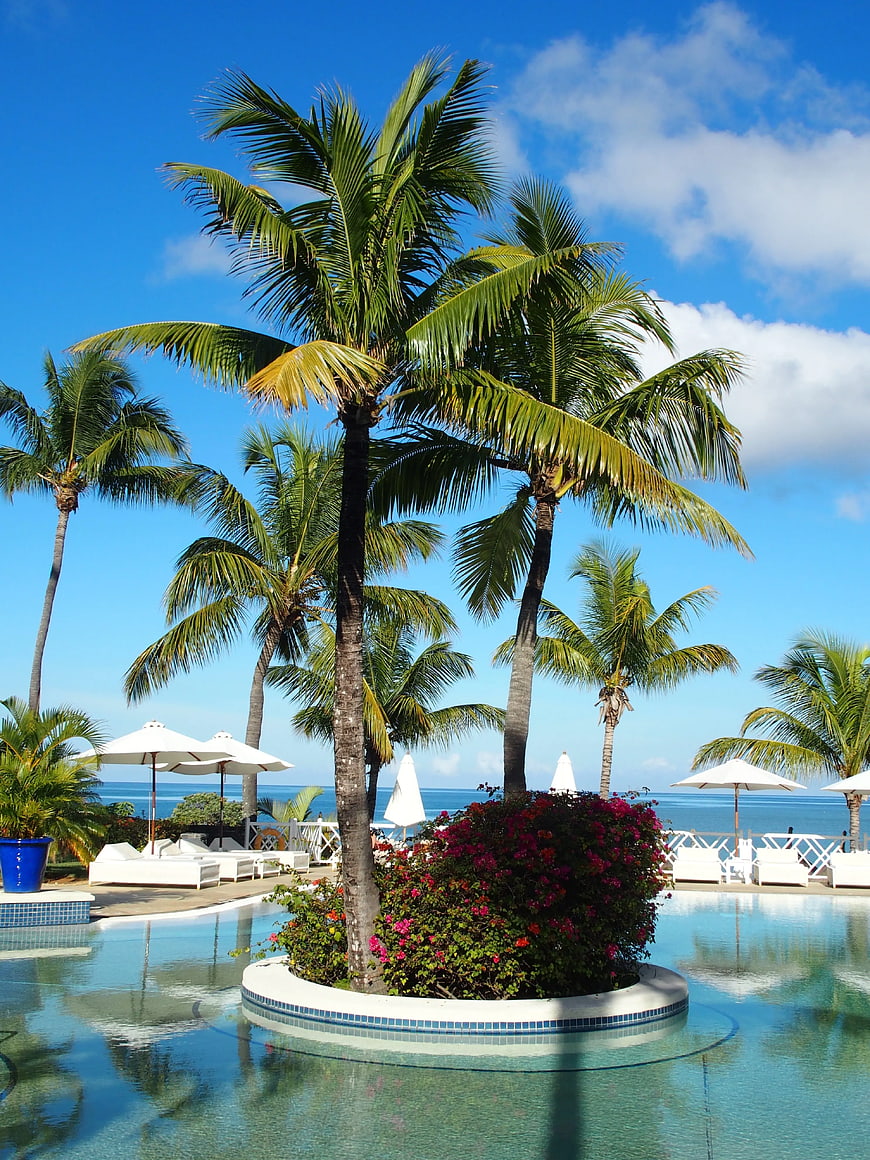 Tropical resort pool with palm trees and ocean view