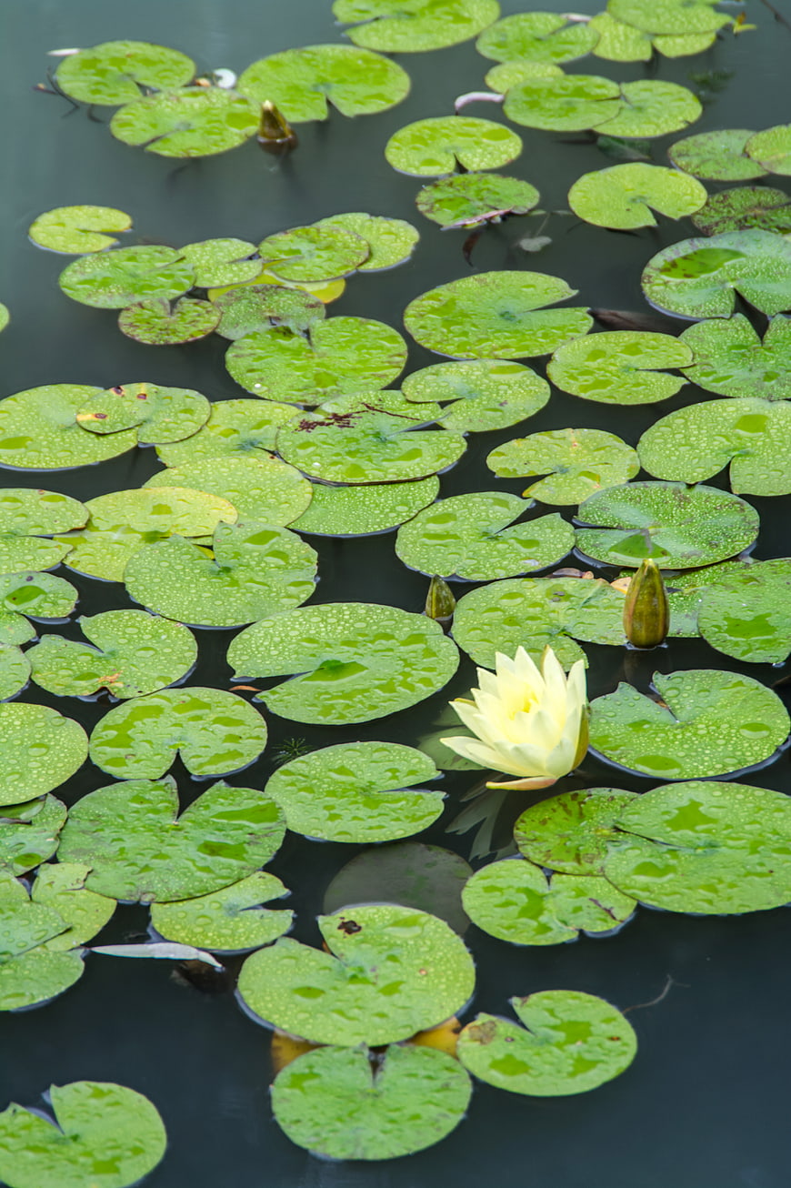 Yellow Water Lily Bloom on Rainy Pond Surface