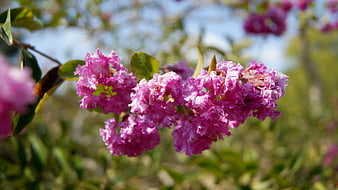 Close-up of vibrant pink crepe myrtle flowers in sunlight