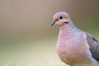 Close-up portrait of a Mourning Dove in nature