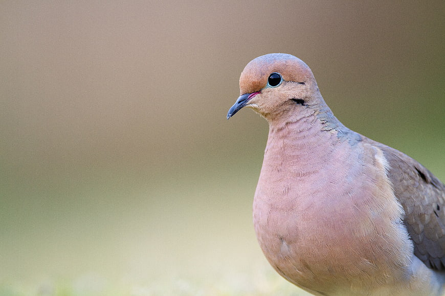 Close-up portrait of a Mourning Dove in nature