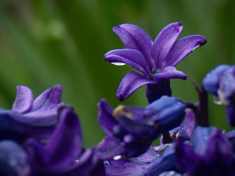 Close-up of purple hyacinth flower with rain droplets