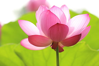 Close-up of a vibrant pink lotus flower blooming