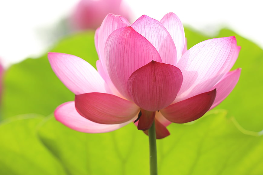 Close-up of a vibrant pink lotus flower blooming