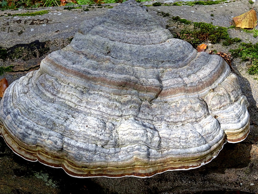 Close-up of large layered bracket fungus on tree trunk