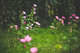 Pink Hollyhock Flowers Blooming in Green Garden Grass