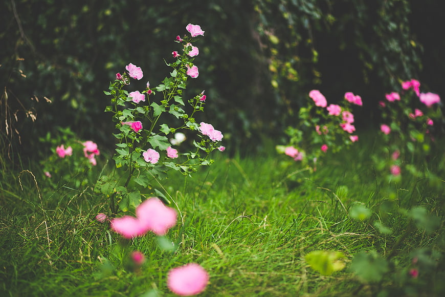 Pink Hollyhock Flowers Blooming in Green Garden Grass