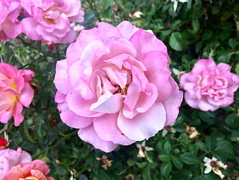 Close-up of a vibrant pink rose in a garden