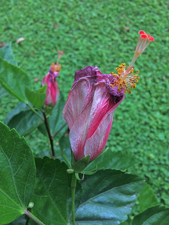 Withered Hibiscus Flower Bud in Green Garden