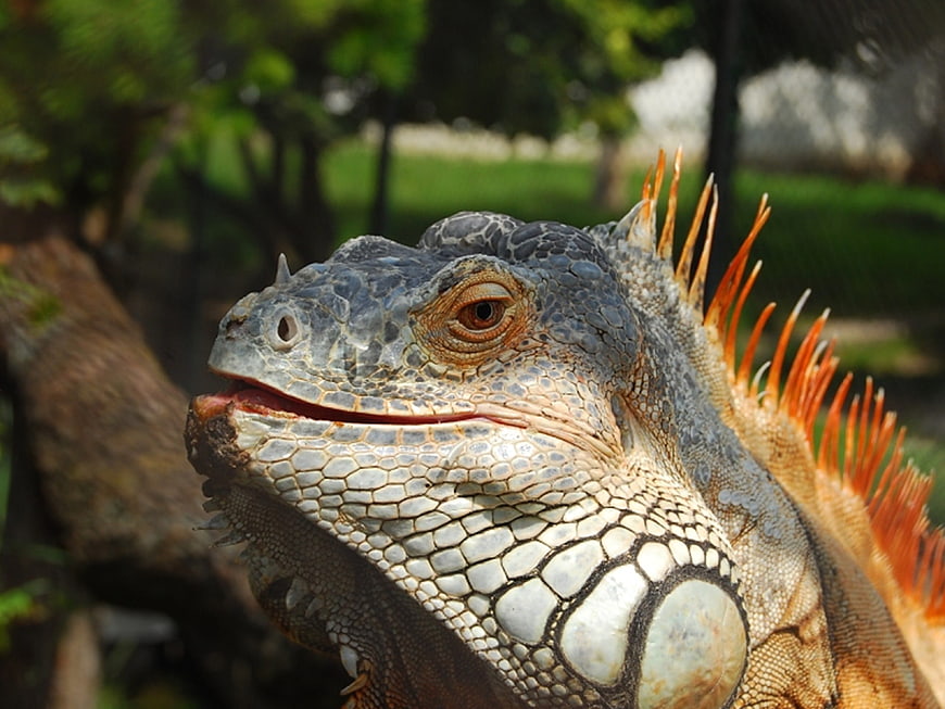 Close-up portrait of a green igana with orange dorsal spines