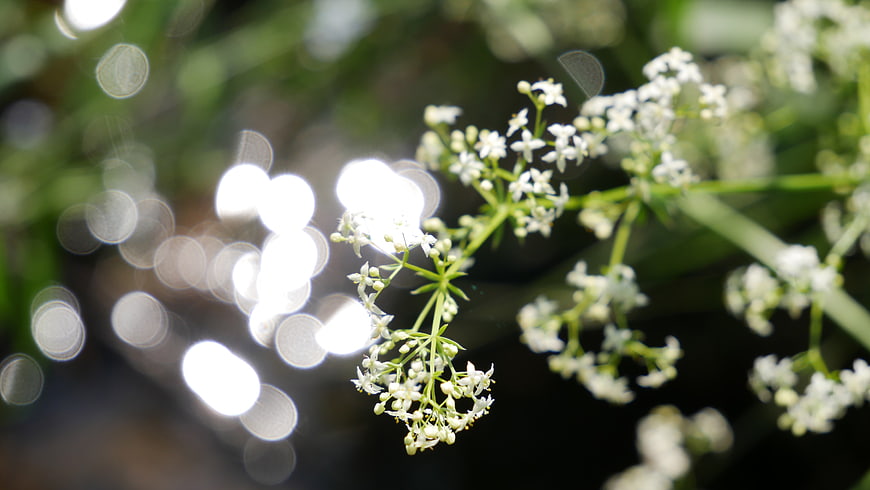 Close-up of delicate white wildflowers with bokeh background