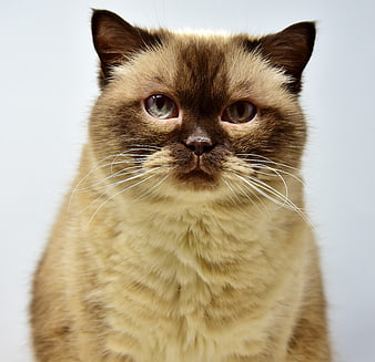 Close-up portrait of a brown British Shorthair cat