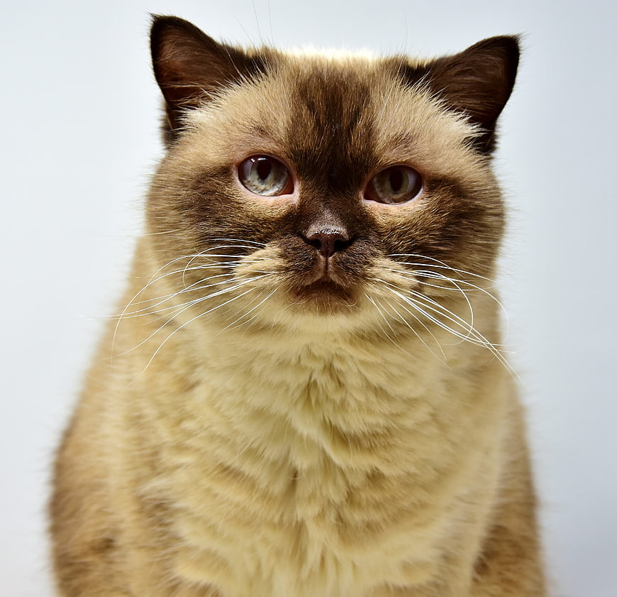 Close-up portrait of a brown British Shorthair cat