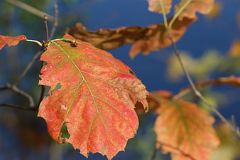 Close-up of Red Autumn Oak Leaf on Blue Background